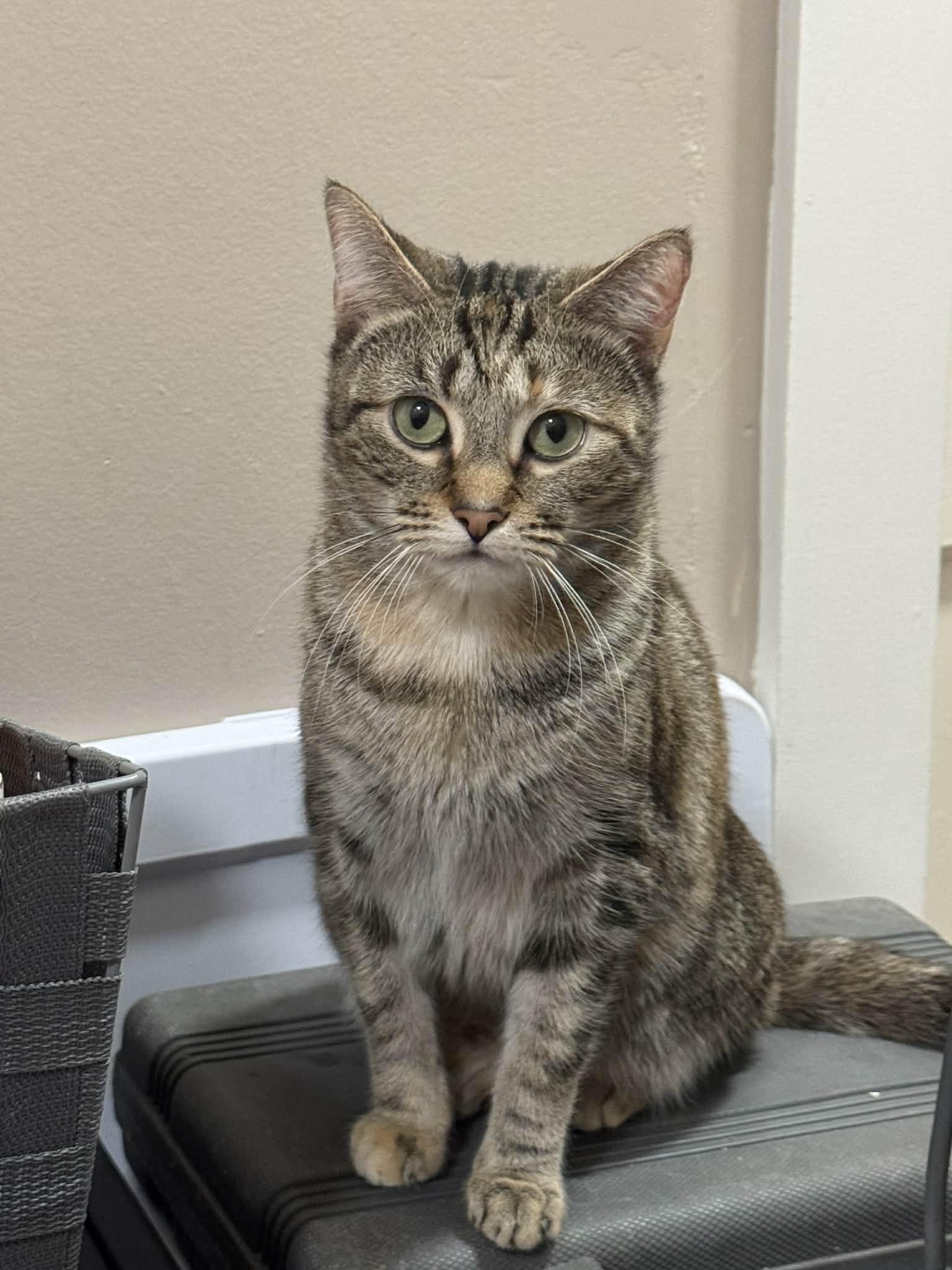 Dot, Adoptable, Adult Female Domestic Short Hair.