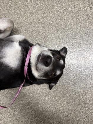 Enlarge Juliana, a Adoptable mixed breed in Pequot Lakes, MN image 1/1