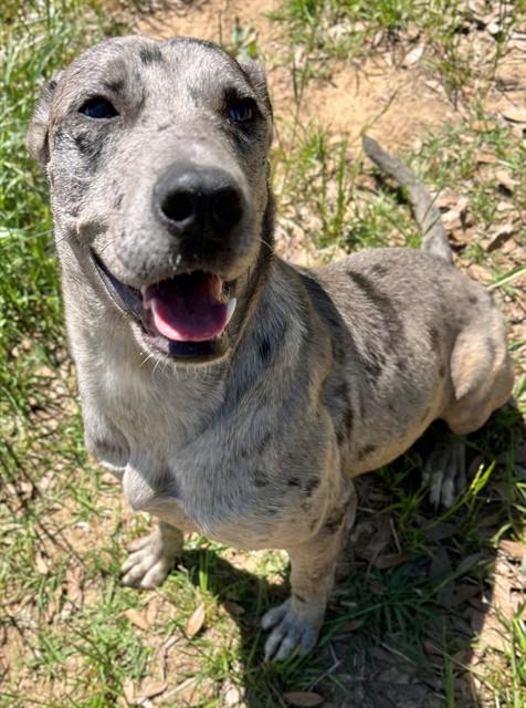 Enlarge CIEL, a Adoptable mixed breed in Augusta, GA image 1/1