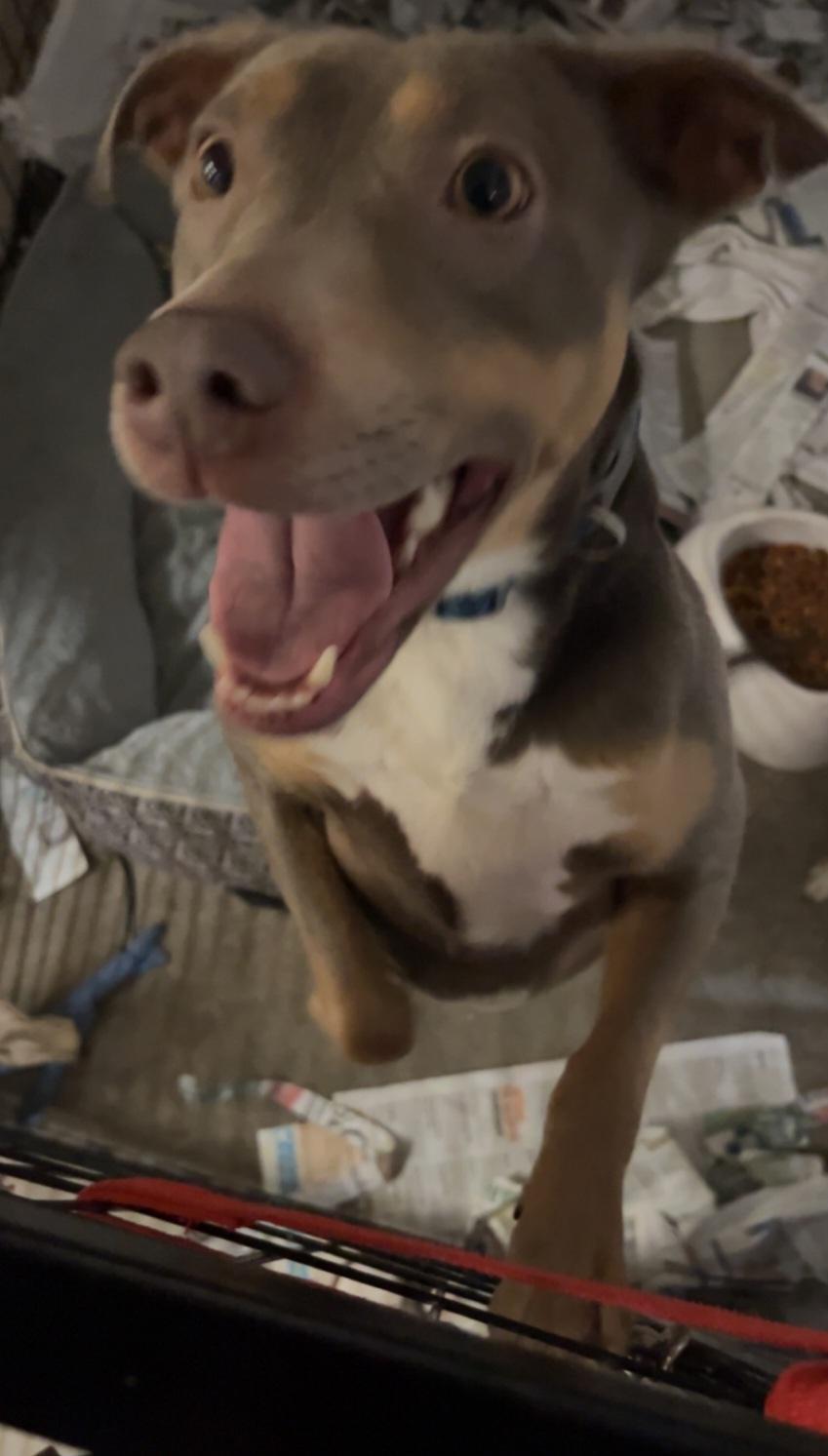 Enlarge T-Lacey, an adoptable mixed breed in Billings, MT image 4/5