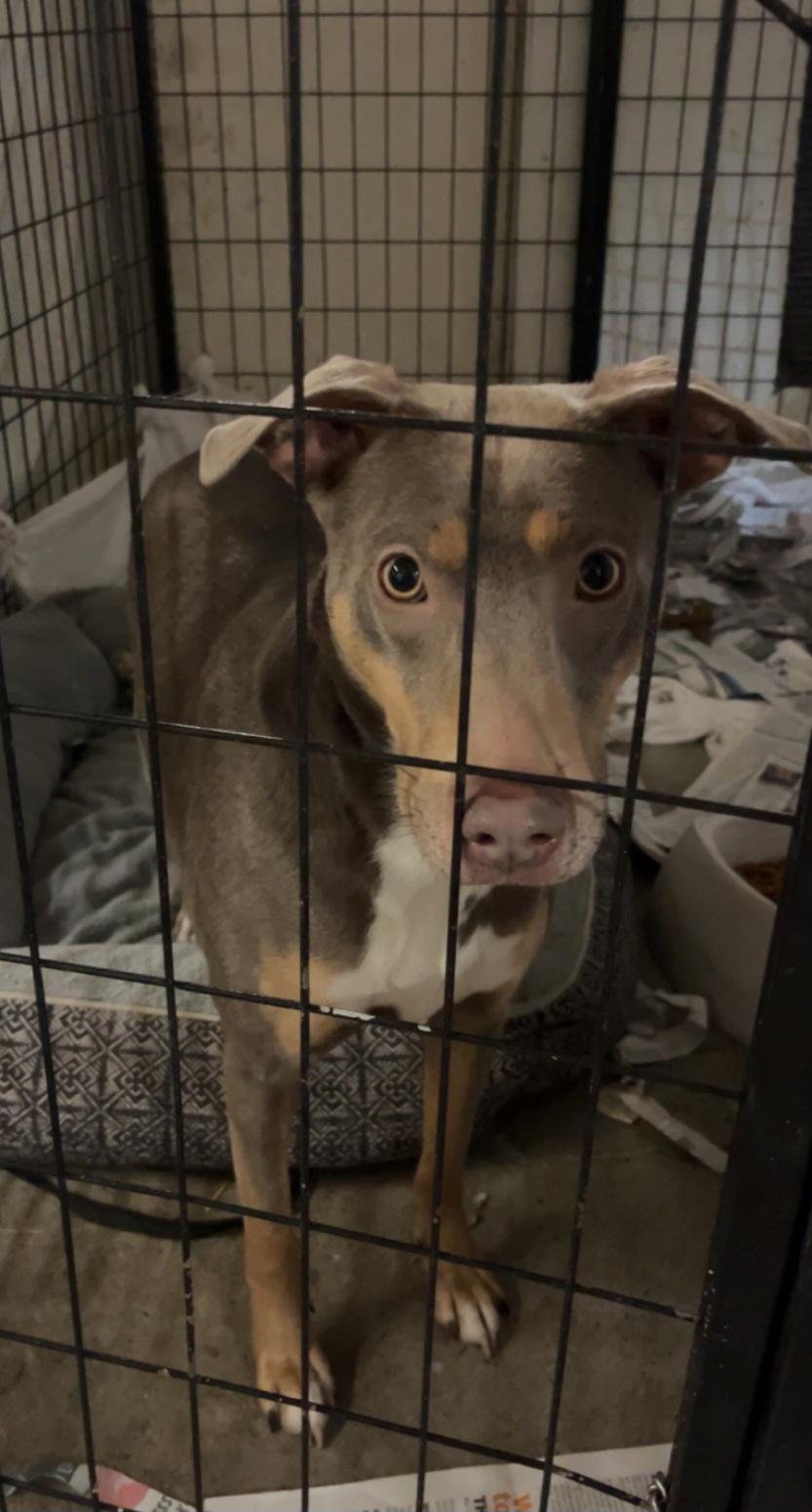 Enlarge T-Lacey, an adoptable mixed breed in Billings, MT image 5/5