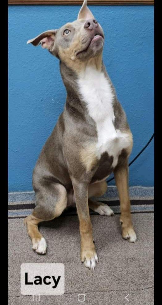 Enlarge T-Lacey, an adoptable mixed breed in Billings, MT image 2/5