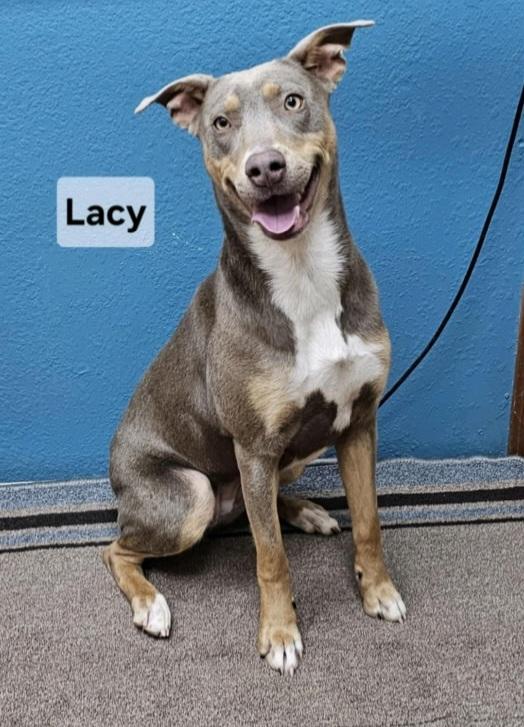 Enlarge T-Lacey, an adoptable mixed breed in Billings, MT image 3/5