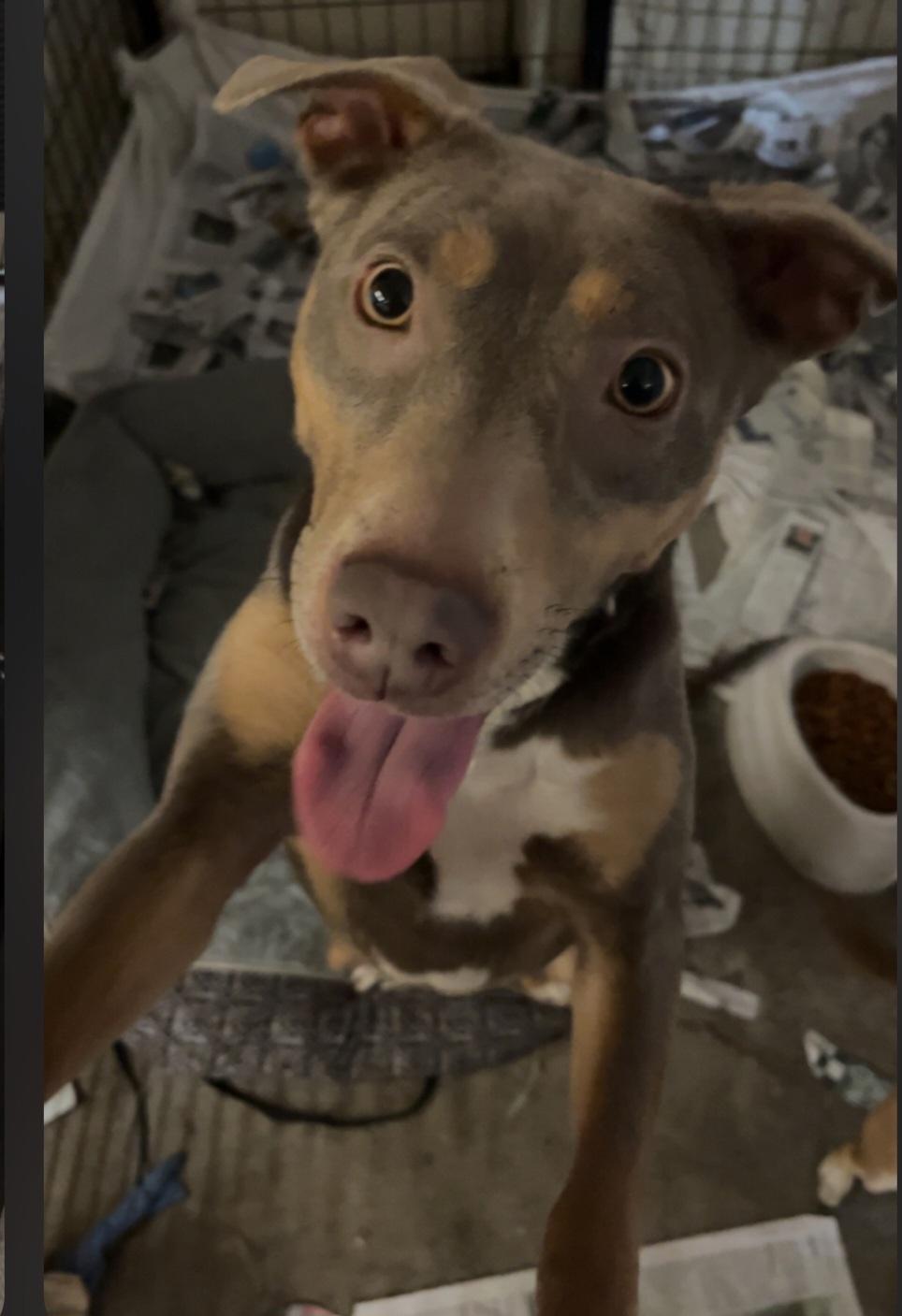 Enlarge T-Lacey, an adoptable mixed breed in Billings, MT image 1/5