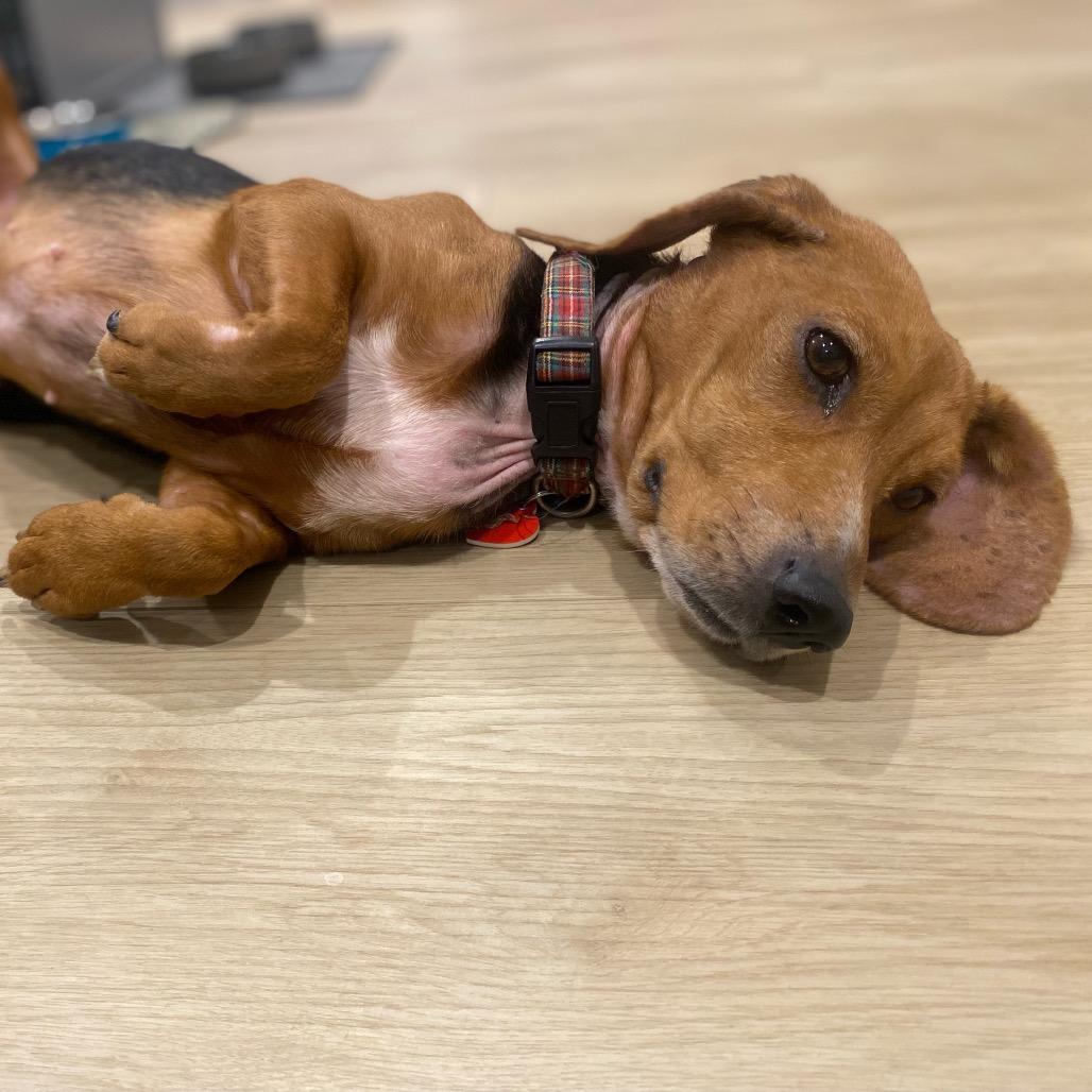 Magpie Begonia, Adoptable, Adult Female Beagle.