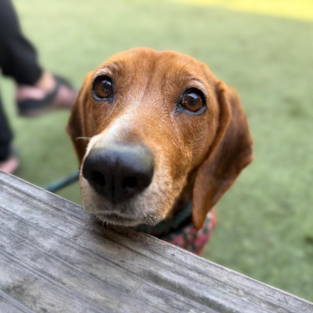 Enlarge Magpie Begonia, a Adoptable Beagle in Los Angeles, CA image 2/6