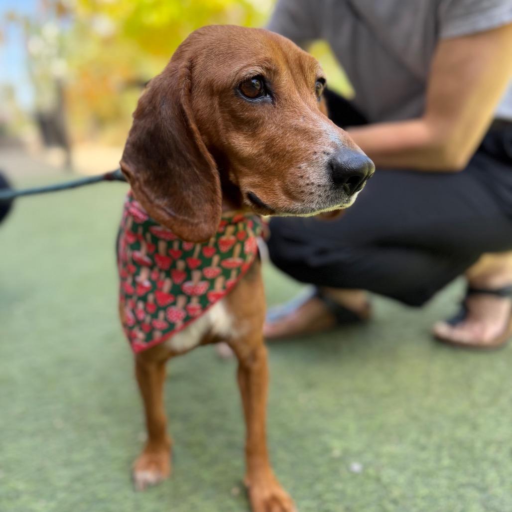 Enlarge Magpie Begonia, a Adoptable Beagle in Los Angeles, CA image 3/6