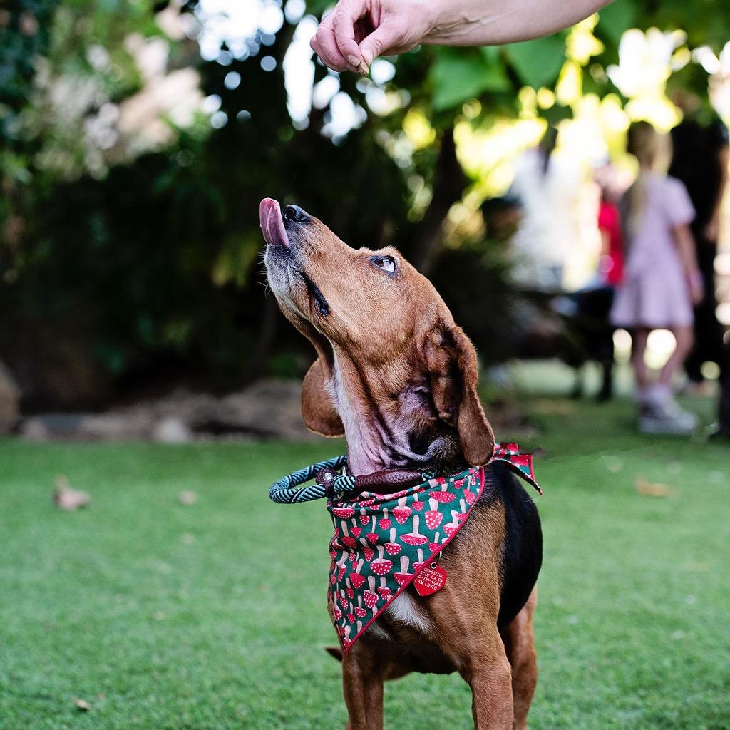 Enlarge Magpie Begonia, a Adoptable Beagle in Los Angeles, CA image 4/6