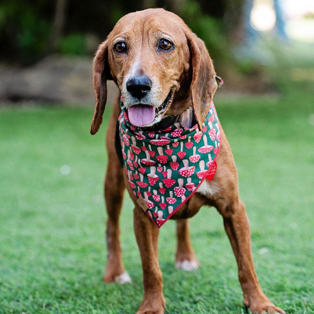 Enlarge Magpie Begonia, a Adoptable Beagle in Los Angeles, CA image 5/6