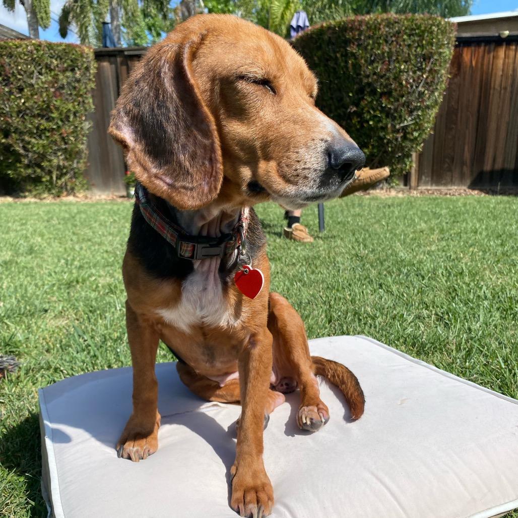 Enlarge Magpie Begonia, a Adoptable Beagle in Los Angeles, CA image 6/6