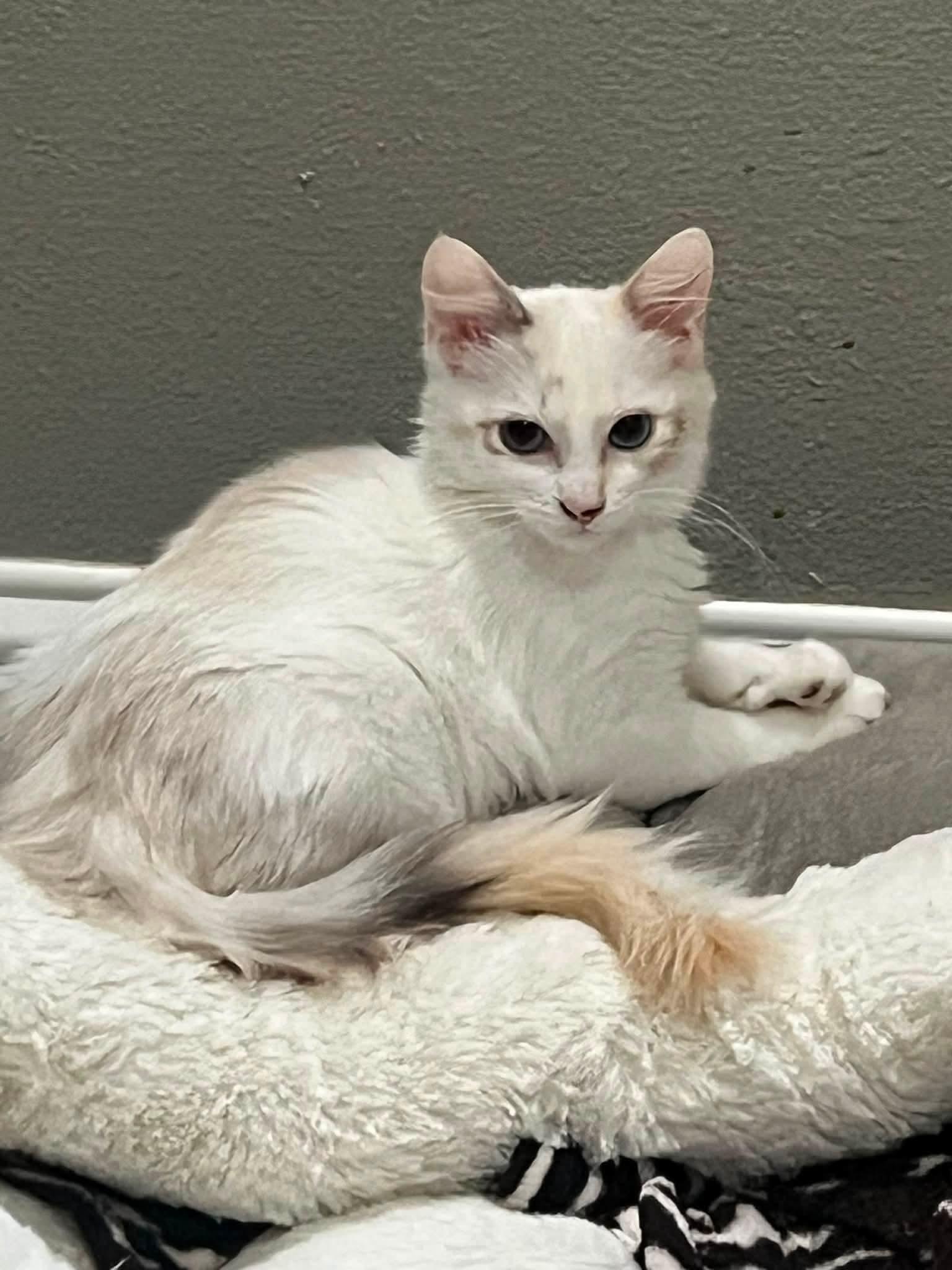 Enlarge Miya, a Adoptable mixed breed in Clovis, CA image 2/4
