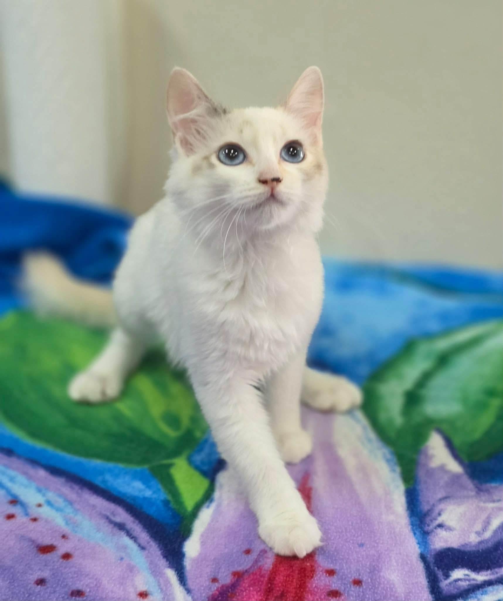 Miya, Adoptable, Young Female Siamese & Domestic Medium Hair.