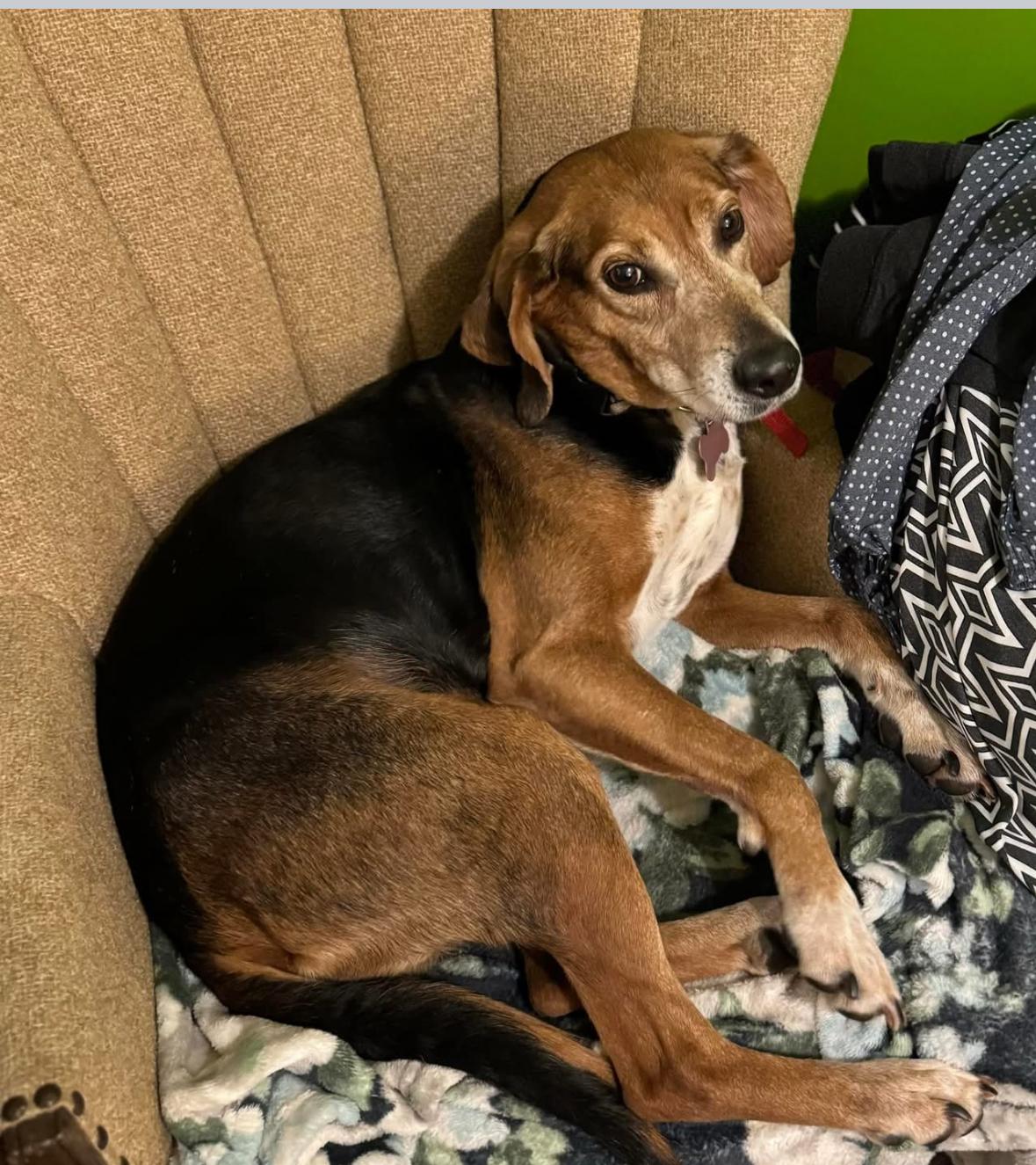 Enlarge Sammy Jammy, a Adoptable mixed breed in Chase City, VA image 1/3