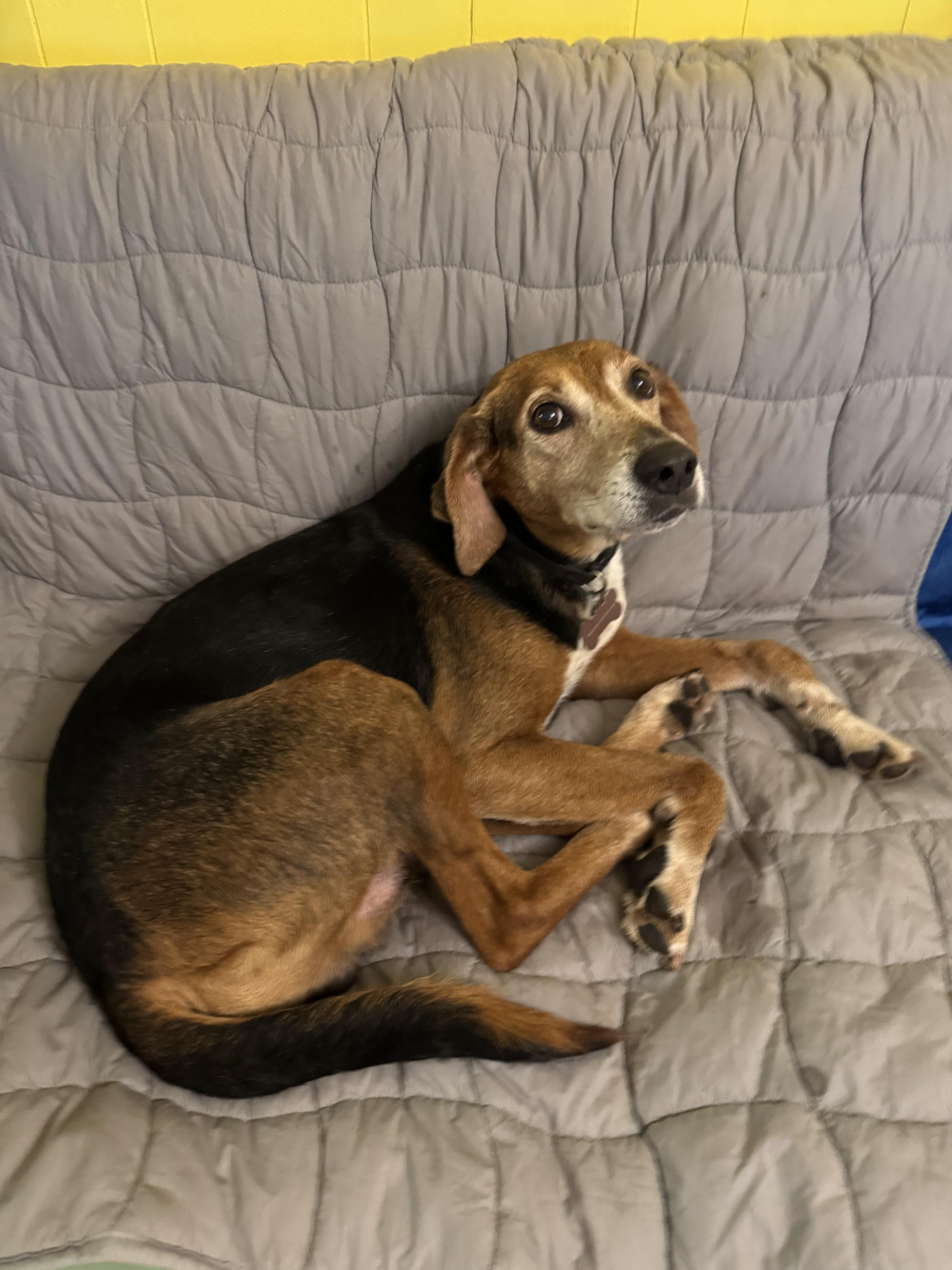 Enlarge Sammy Jammy, a Adoptable mixed breed in Chase City, VA image 3/3