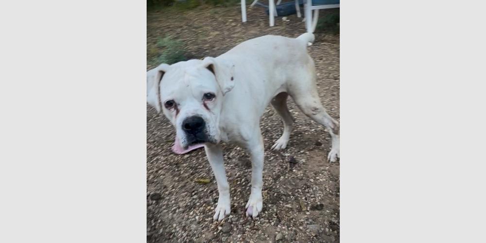 Baby III - Silver Heart, a Adoptable Boxer in Hewitt, TX image 1/2