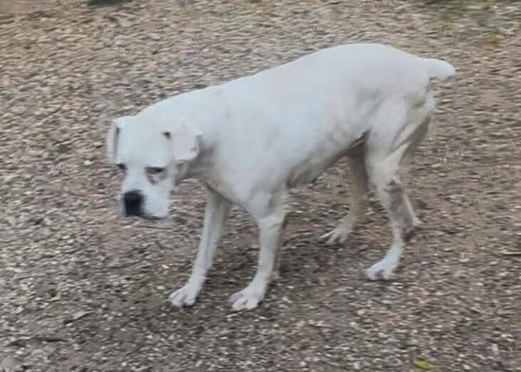 Baby III - Silver Heart, a Adoptable Boxer in Hewitt, TX image 2/2