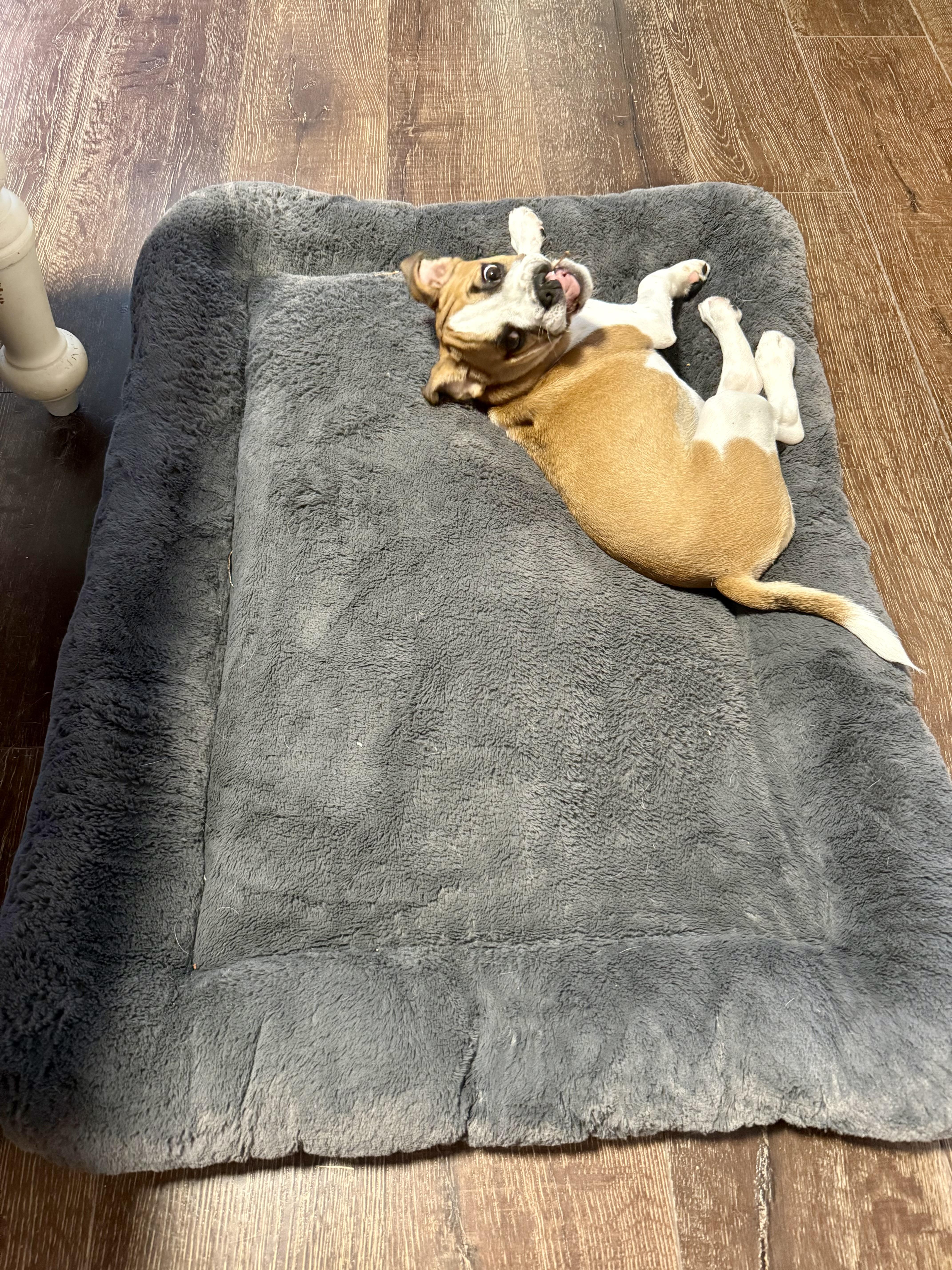 Lily, a Adopted mixed breed in Milton, ON image 1/5