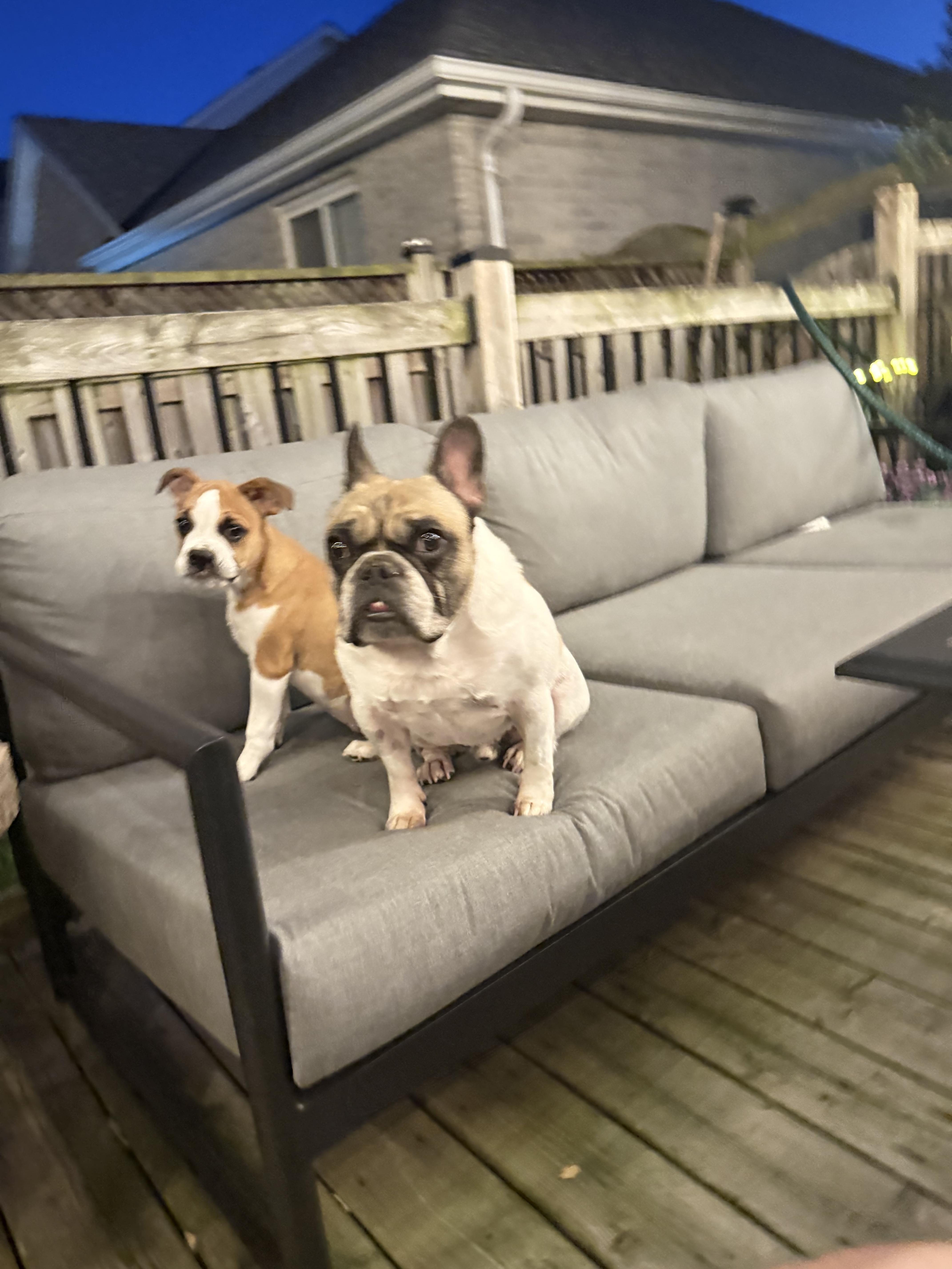 Lily, a Adopted mixed breed in Milton, ON image 2/5