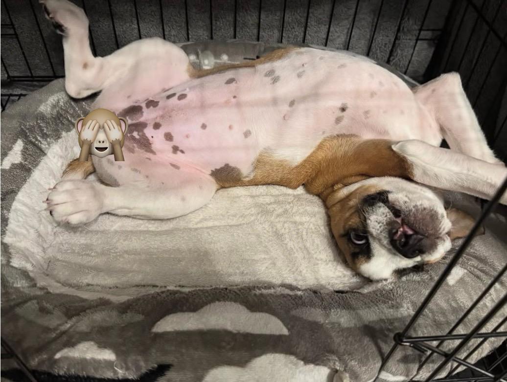 Lily, a Adopted mixed breed in Milton, ON image 3/5