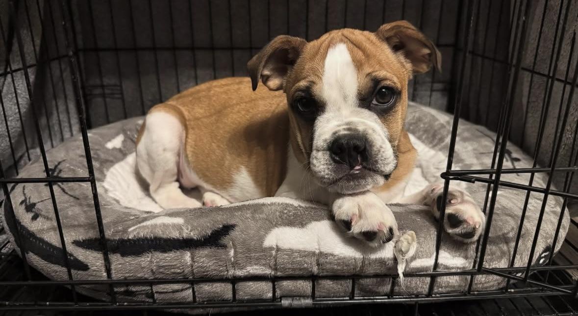 Lily, a Adopted mixed breed in Milton, ON image 4/5