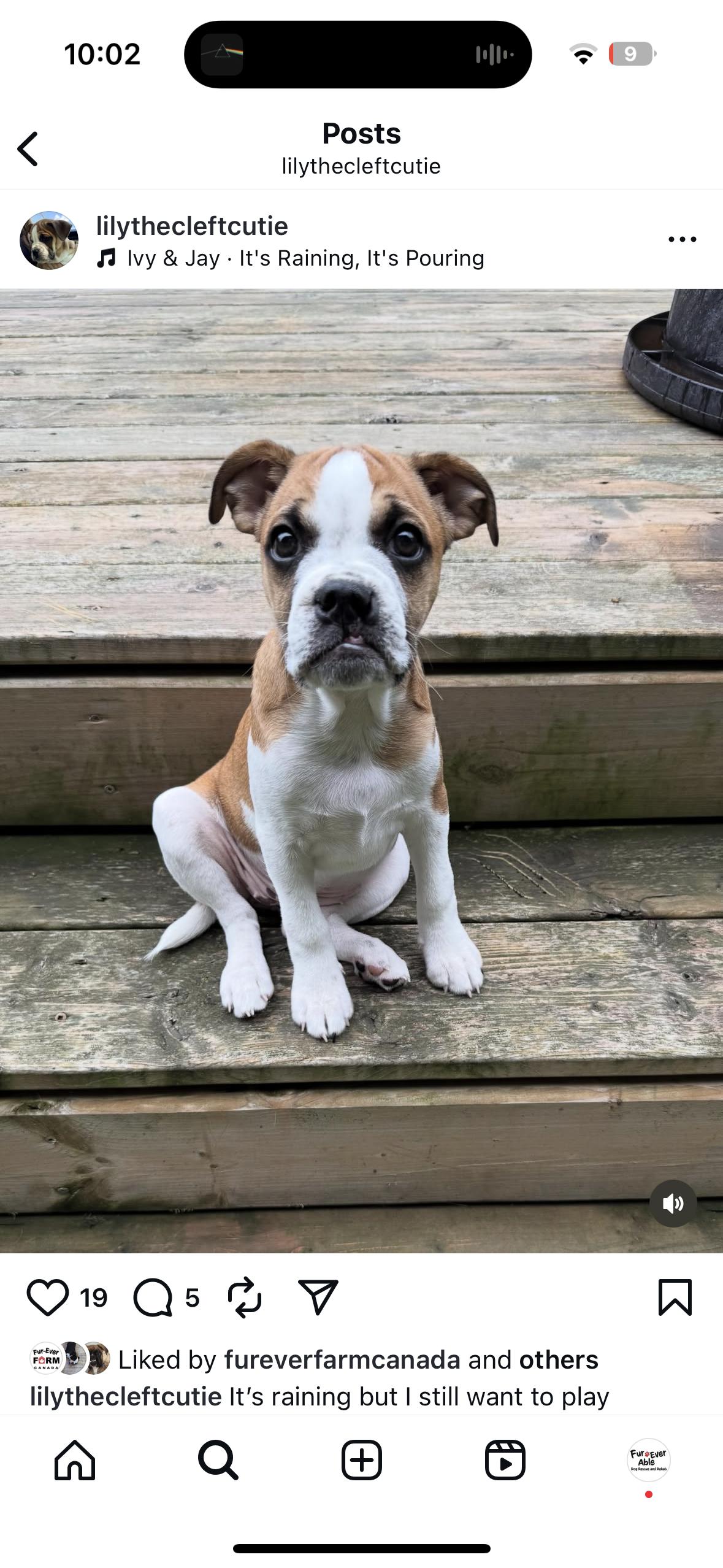 Lily, a Adopted mixed breed in Milton, ON image 5/5