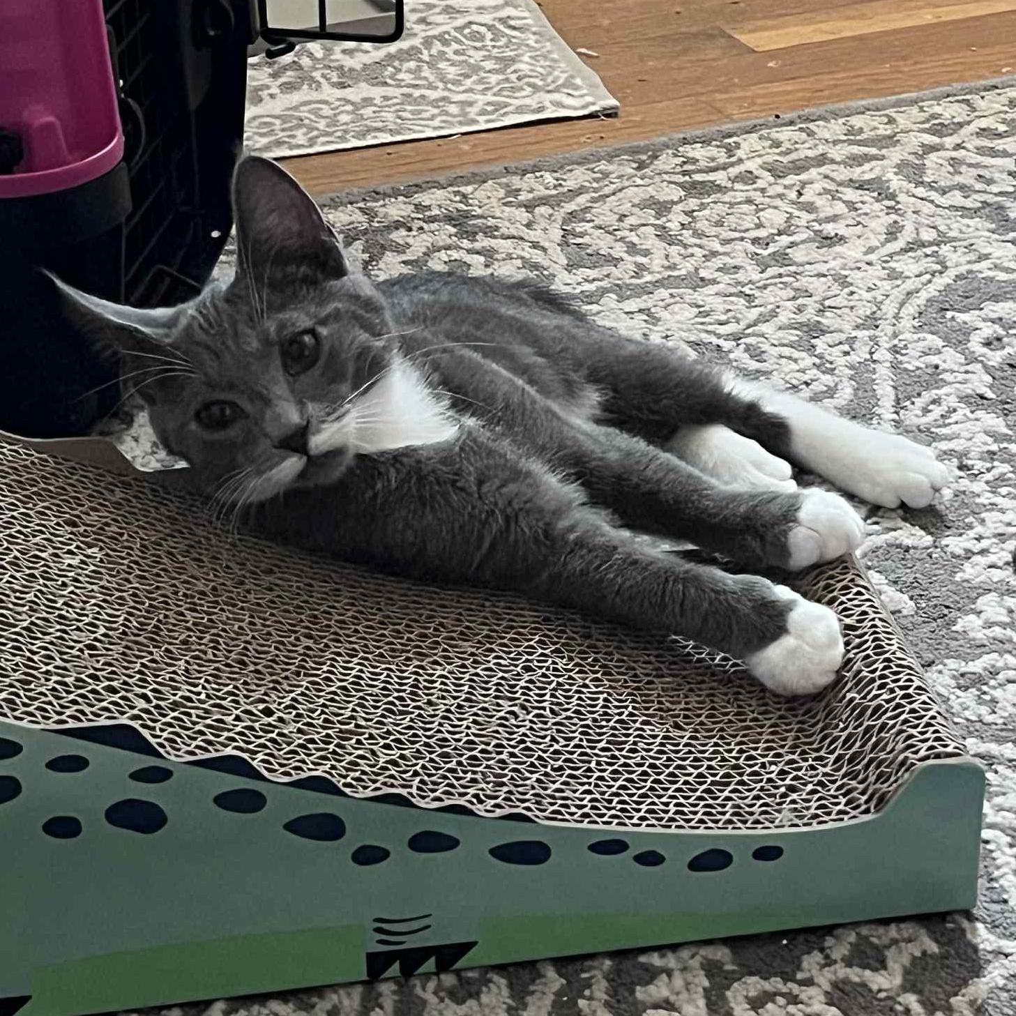 Zepp, a Adoptable mixed breed in Antioch, CA image 3/5