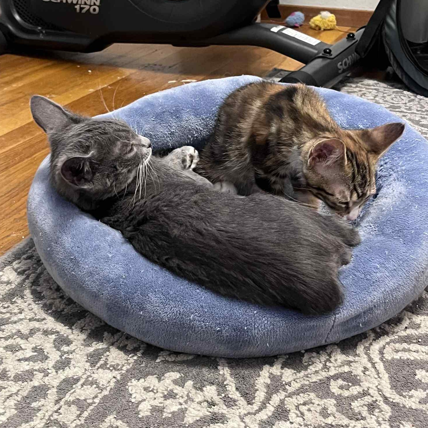 Zepp, a Adoptable mixed breed in Antioch, CA image 5/5