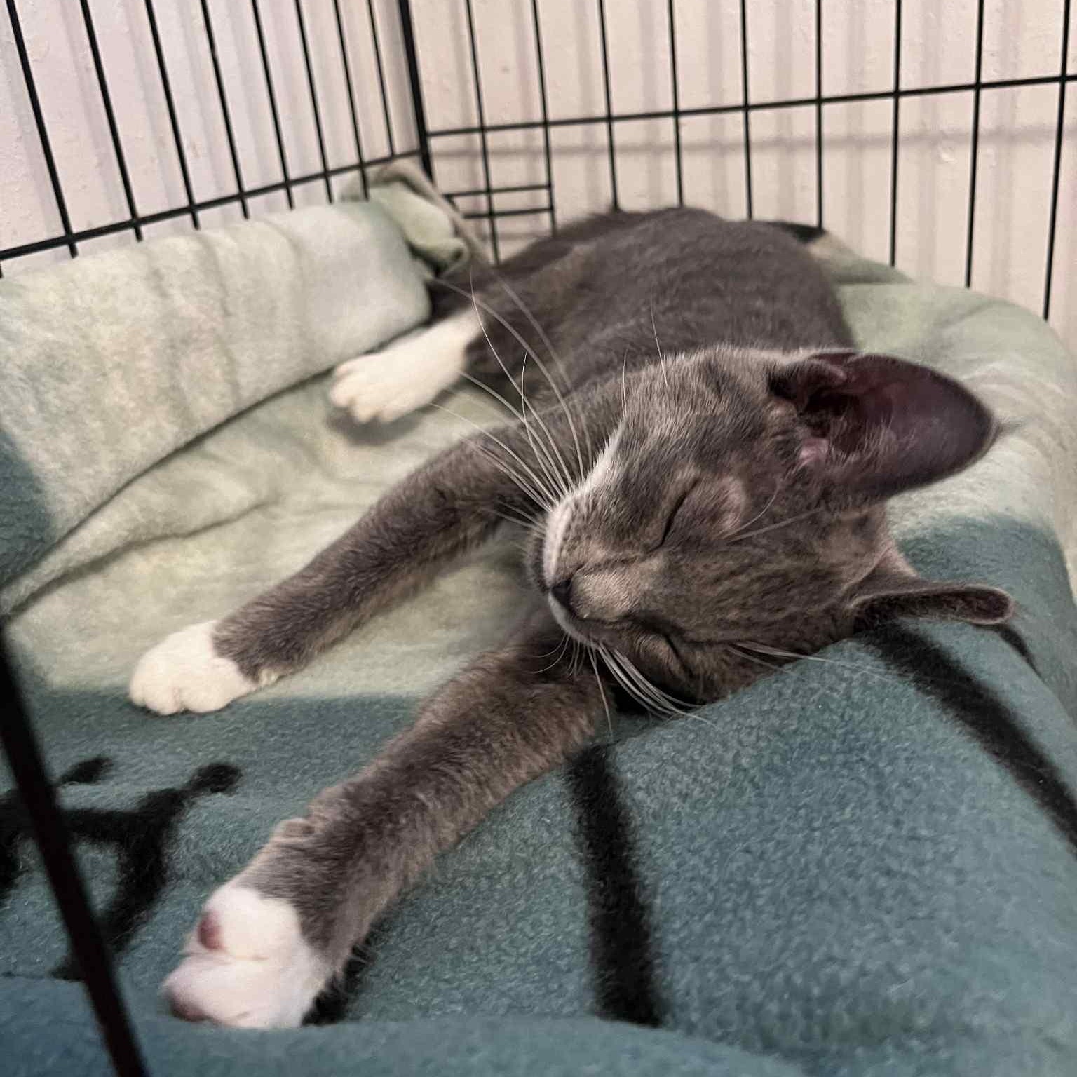 Zepp, a Adoptable mixed breed in Antioch, CA image 4/5