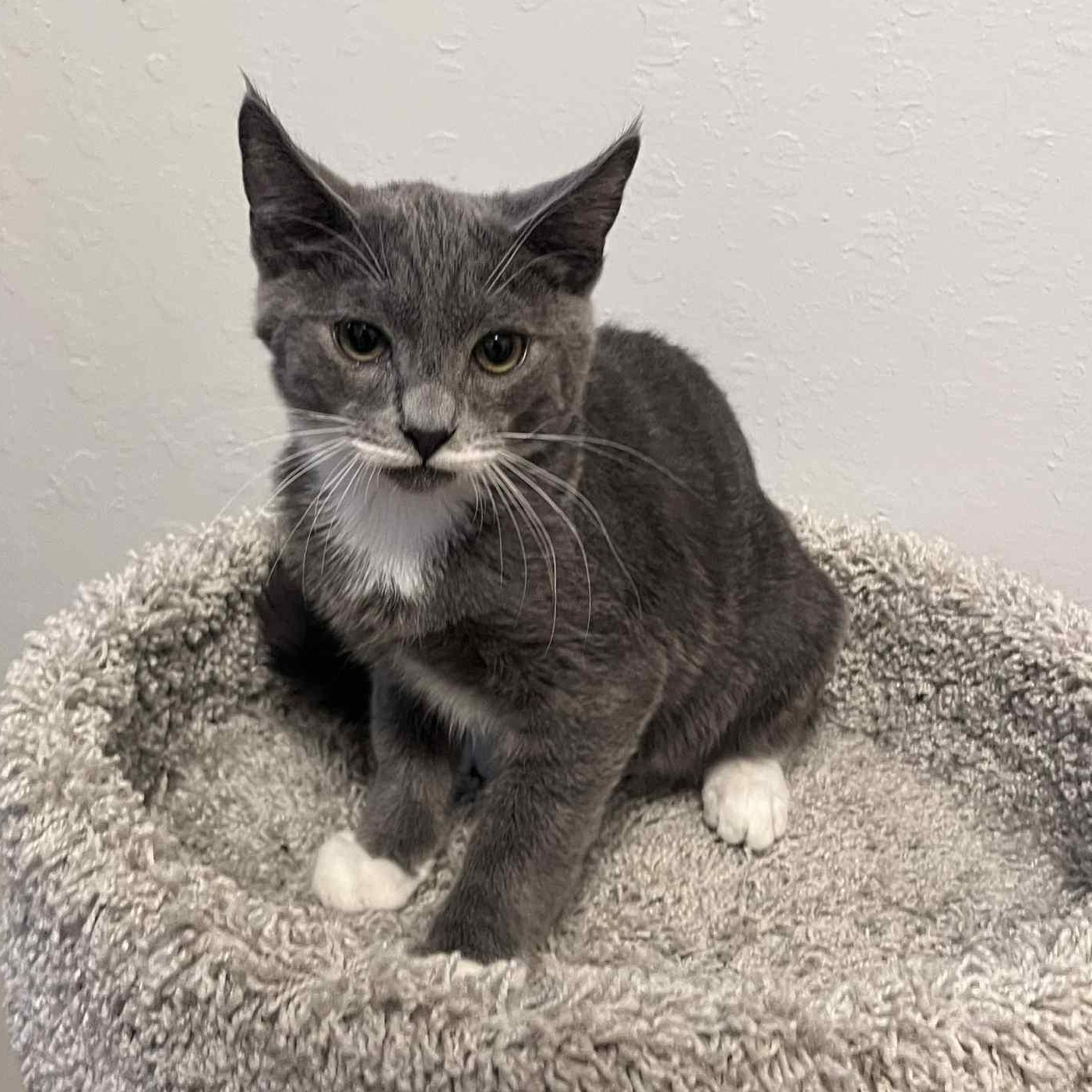 Zepp, a Adoptable mixed breed in Antioch, CA image 2/5