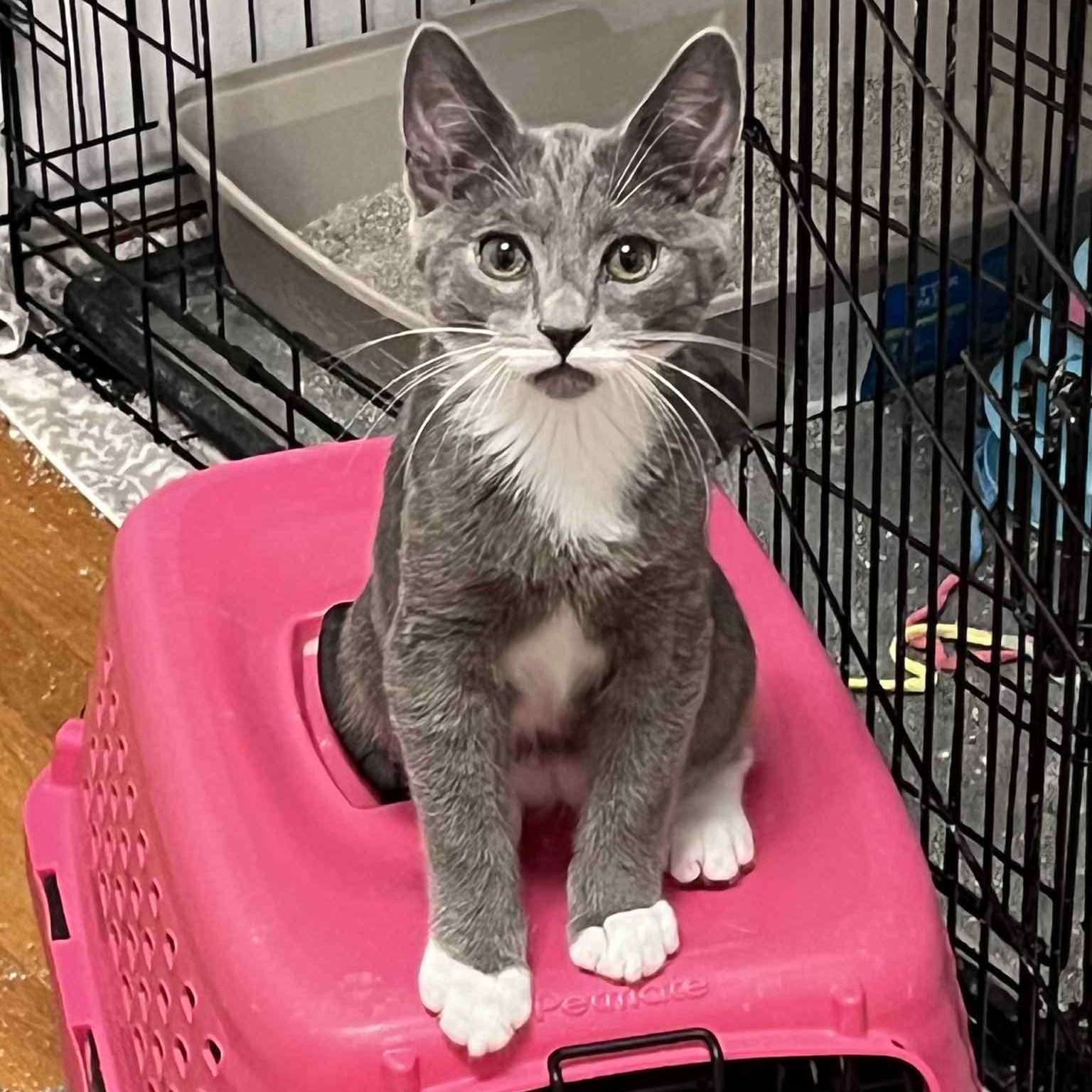 Zepp, Adoptable, Kitten Male Tuxedo & Domestic Short Hair.