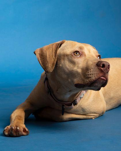 Grover - 2, Adoptable, Young Male Pit Bull Terrier & Mixed Breed.
