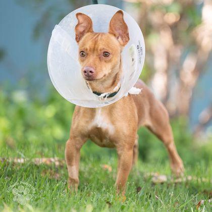Enlarge Zinnia, a Adoptable mixed breed in Honolulu, HI image 1/2