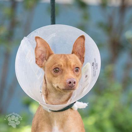 Enlarge Zinnia, a Adoptable mixed breed in Honolulu, HI image 2/2