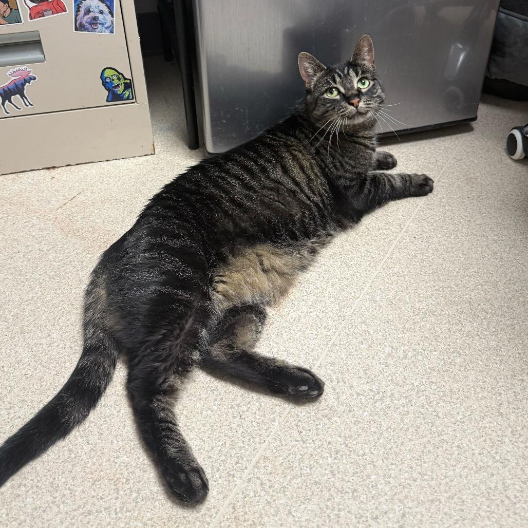 Rosie, Adoptable, Adult Female Domestic Short Hair.