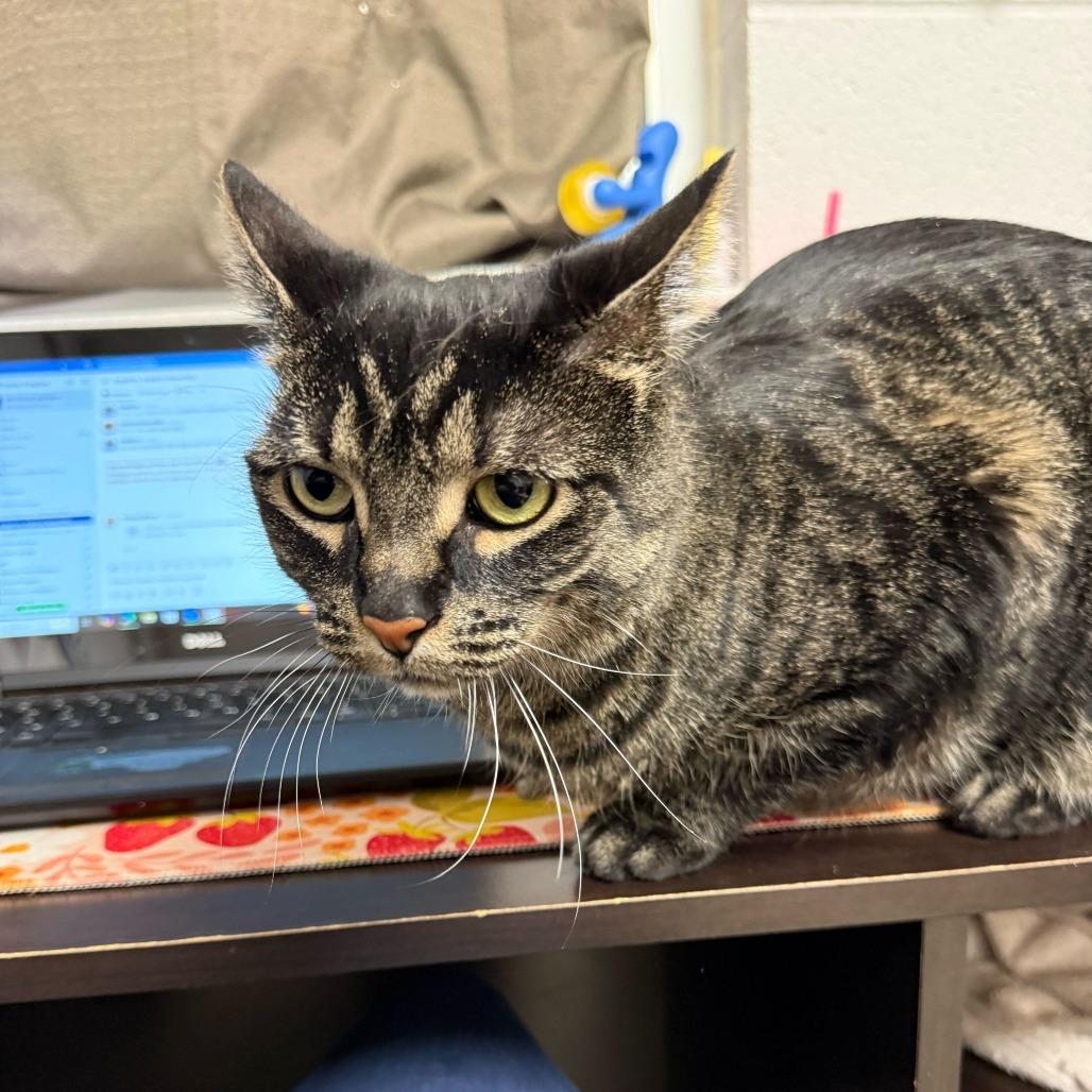 Enlarge Rosie, a Adoptable Domestic Short Hair in Evansville, IN image 2/6