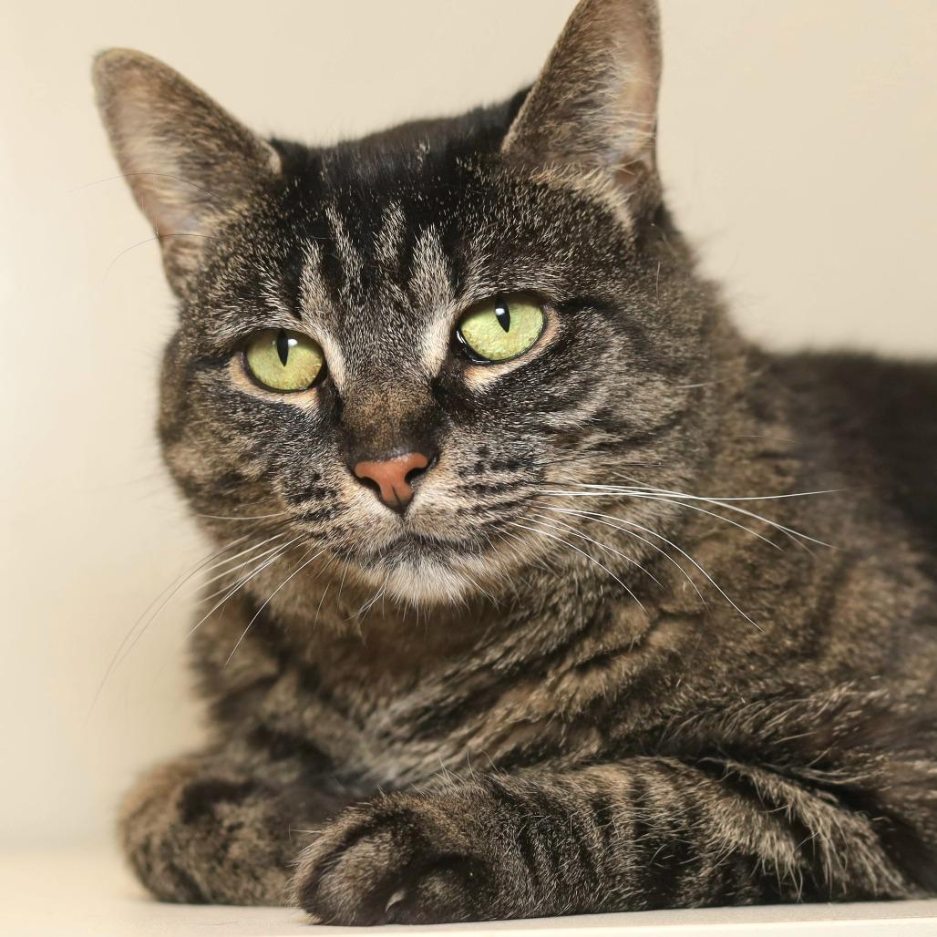 Enlarge Rosie, a Adoptable Domestic Short Hair in Evansville, IN image 3/6