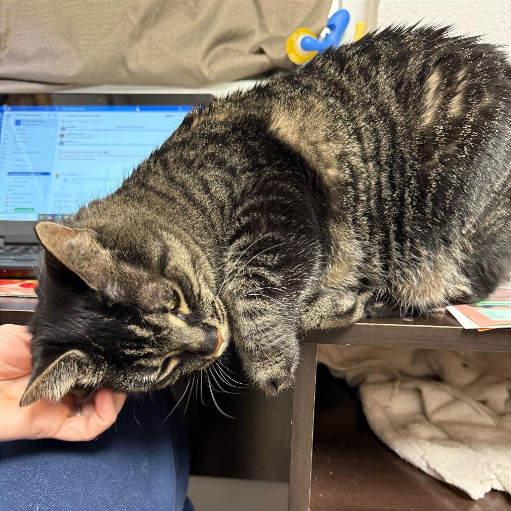 Enlarge Rosie, a Adoptable Domestic Short Hair in Evansville, IN image 4/6