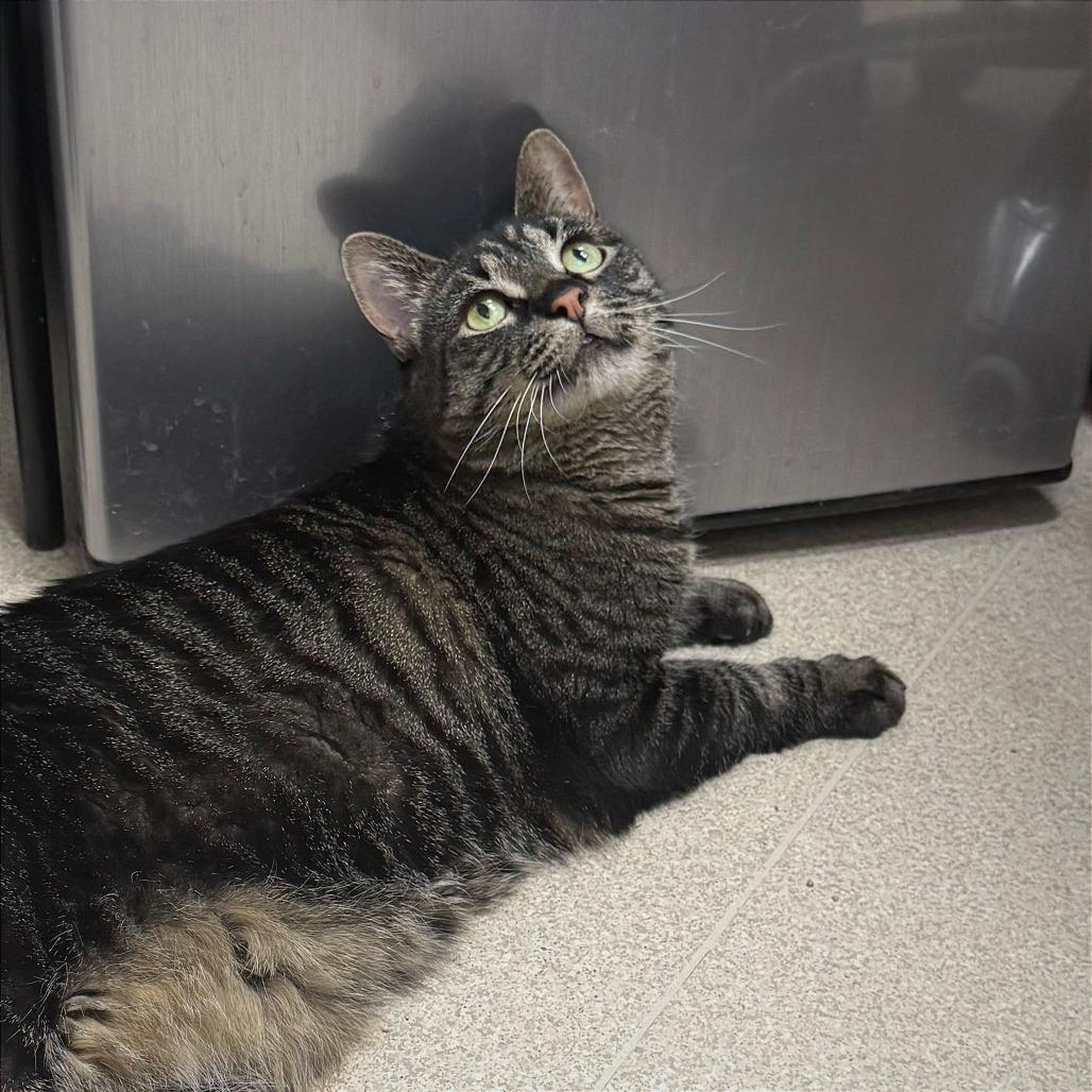 Enlarge Rosie, a Adoptable Domestic Short Hair in Evansville, IN image 5/6