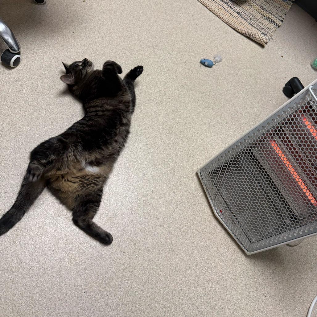 Enlarge Rosie, a Adoptable Domestic Short Hair in Evansville, IN image 6/6