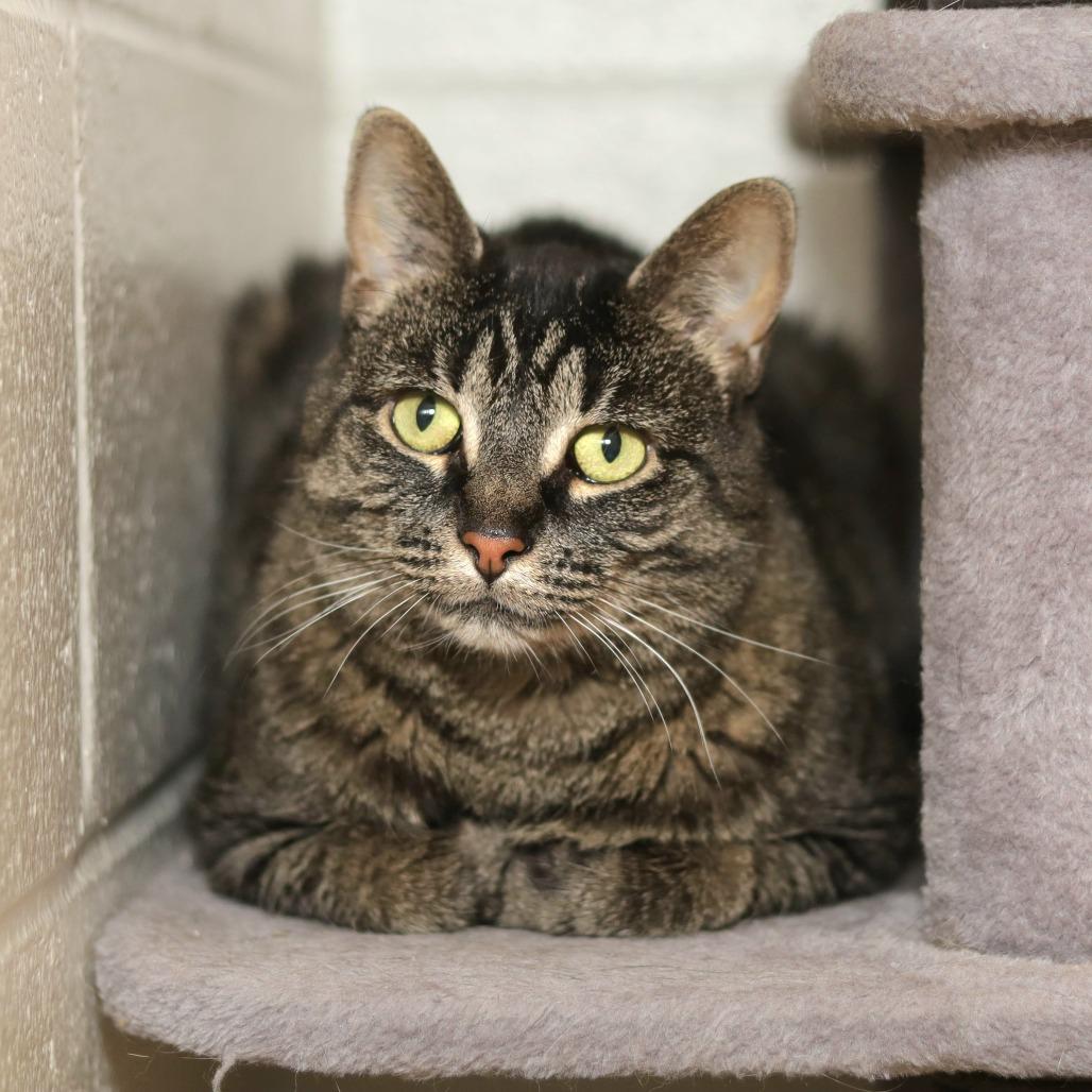 Rosie, a Adoptable Domestic Short Hair in Evansville, IN image 6/6