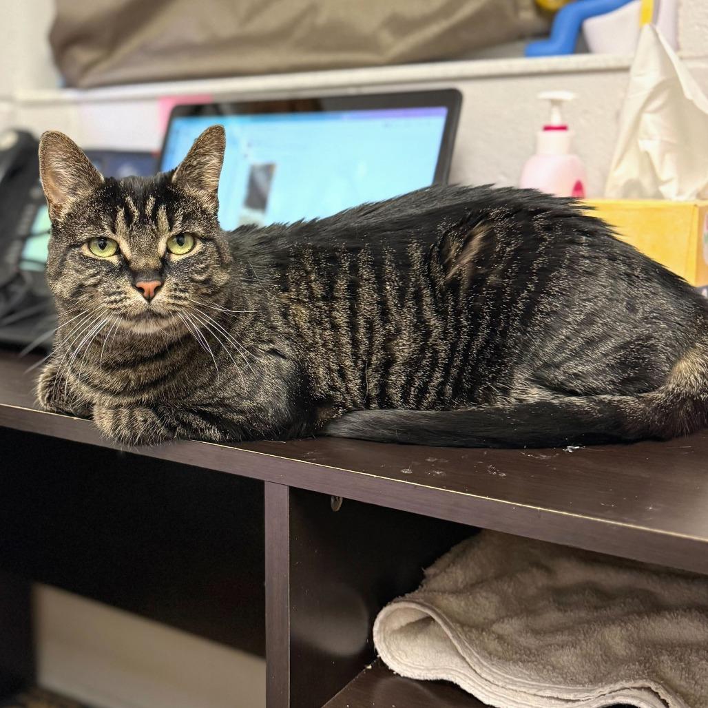 Enlarge Rosie, a Adoptable Domestic Short Hair in Evansville, IN image 6/6