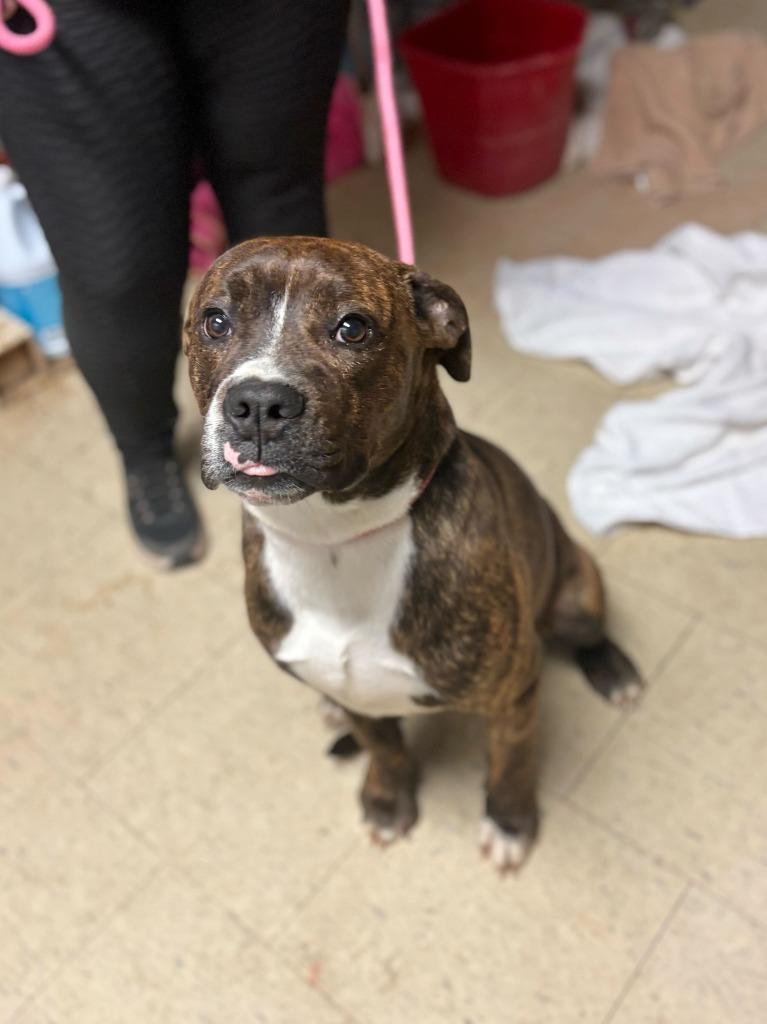 Banshee, Adoptable, Young Male Pit Bull Terrier.