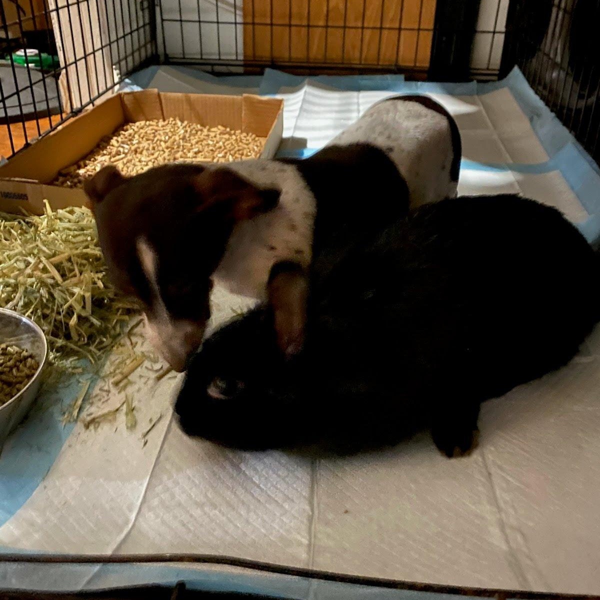 Enlarge Lyra, a Adoptable mixed breed in Huntsville, AL image 6/6