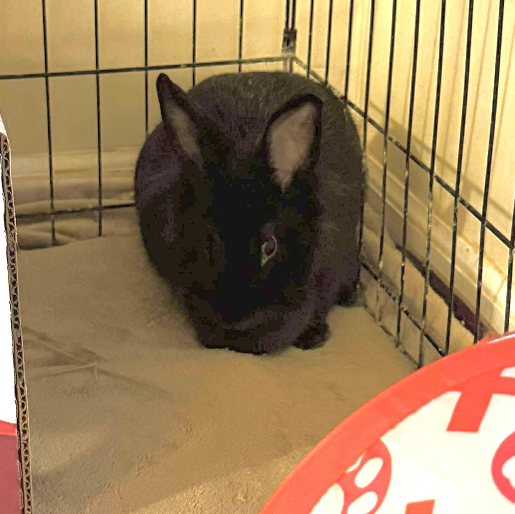 Lyra, Adoptable, Adult Female American.