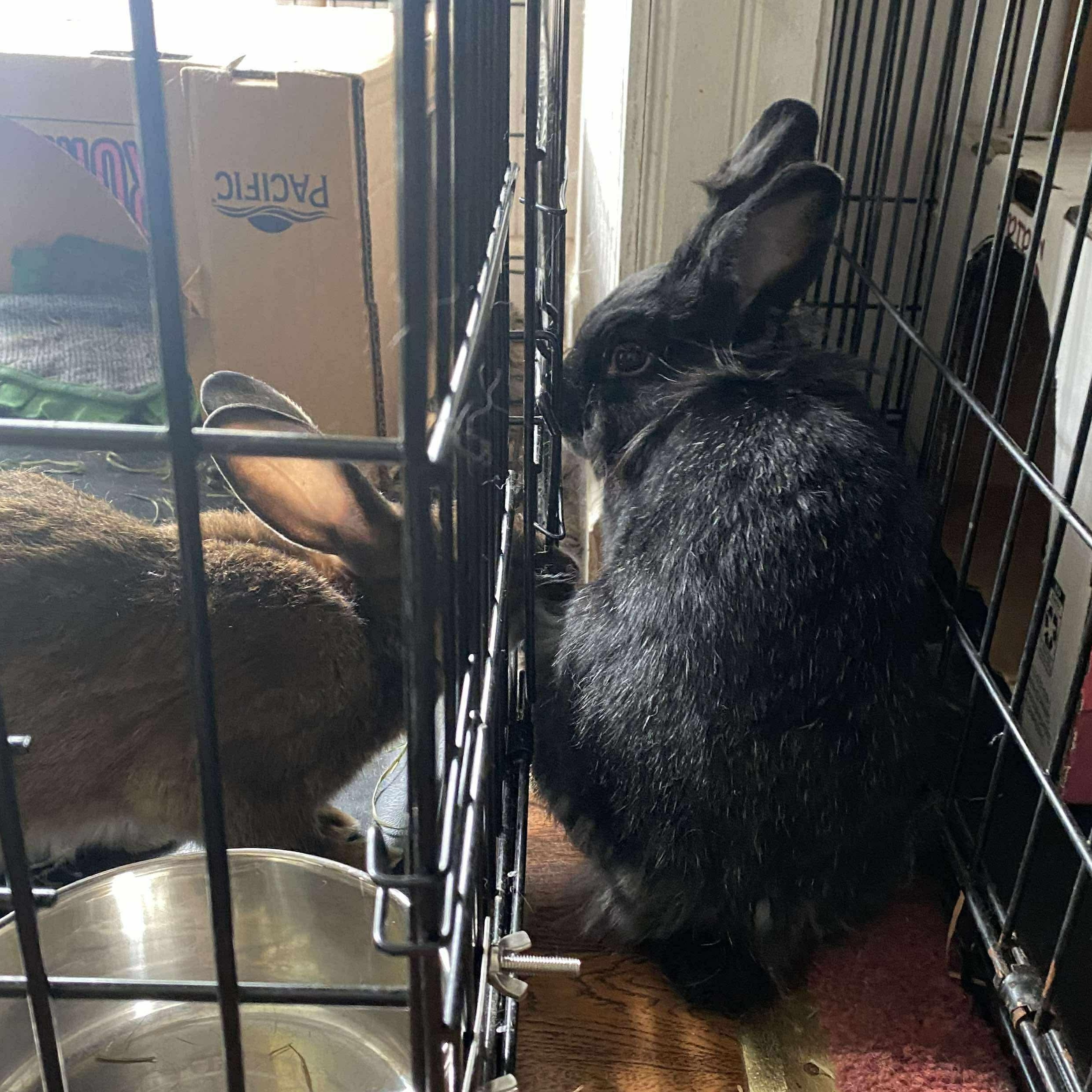 Enlarge Lyra, a Adoptable mixed breed in Huntsville, AL image 3/6