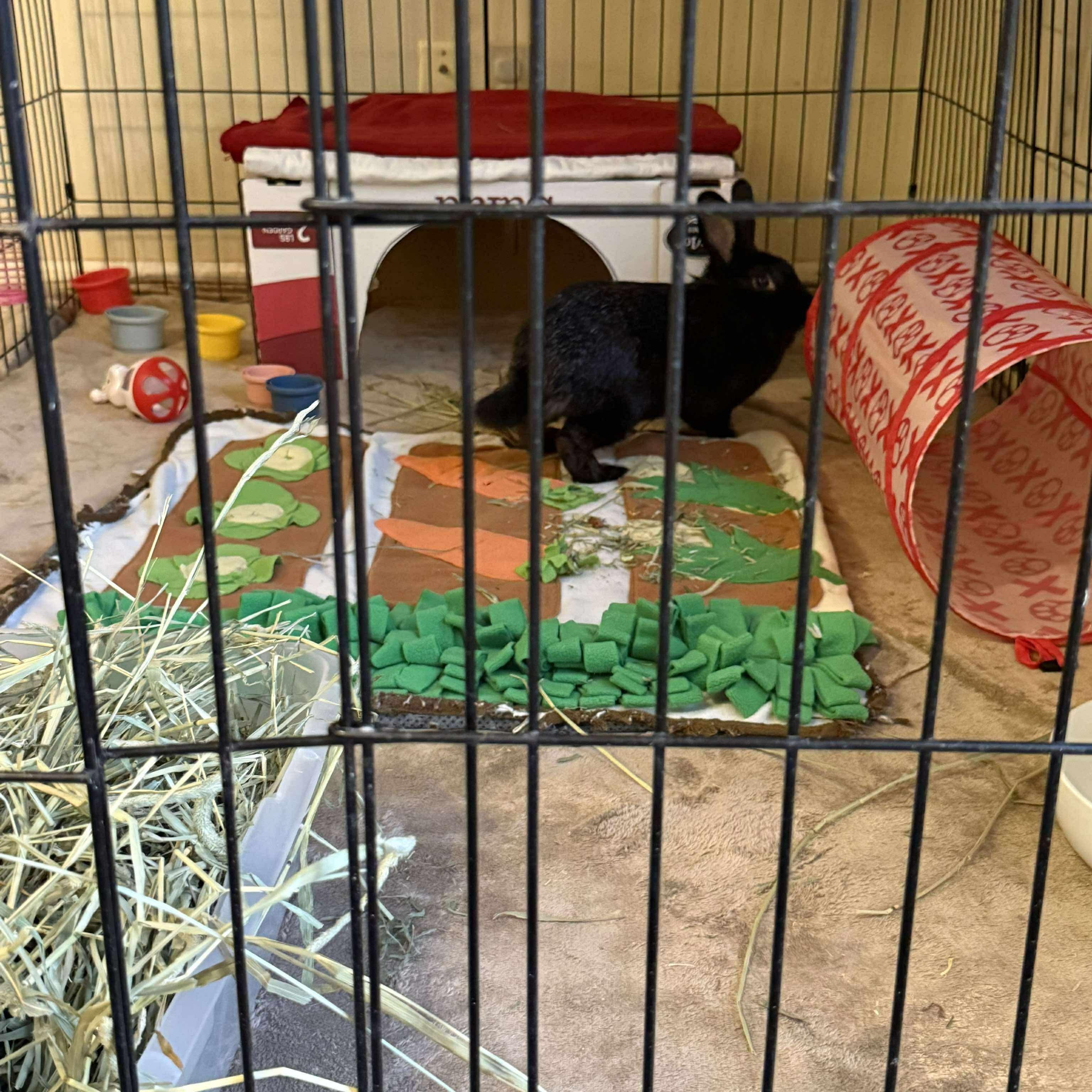 Enlarge Lyra, a Adoptable mixed breed in Huntsville, AL image 5/6