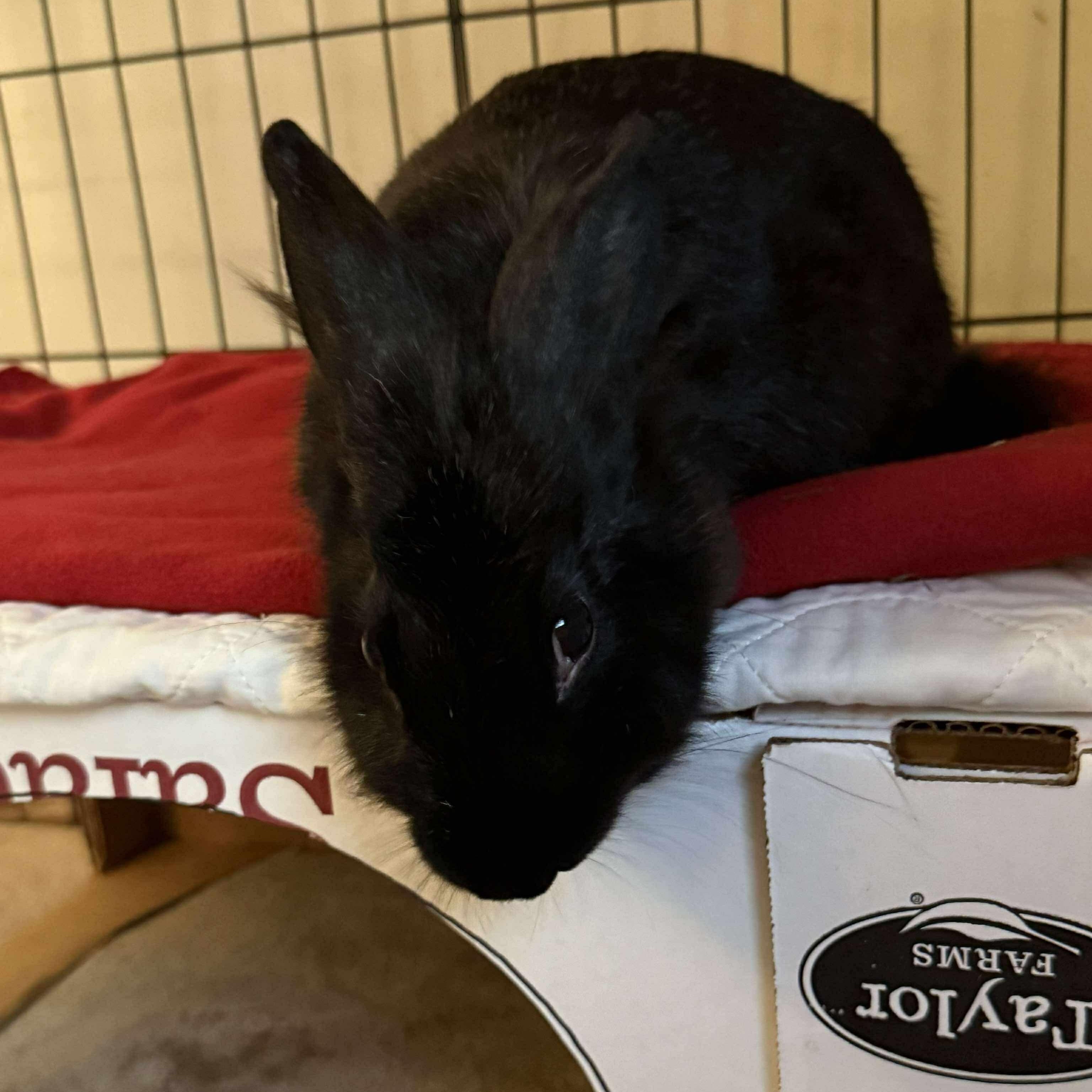 Enlarge Lyra, a Adoptable mixed breed in Huntsville, AL image 2/6