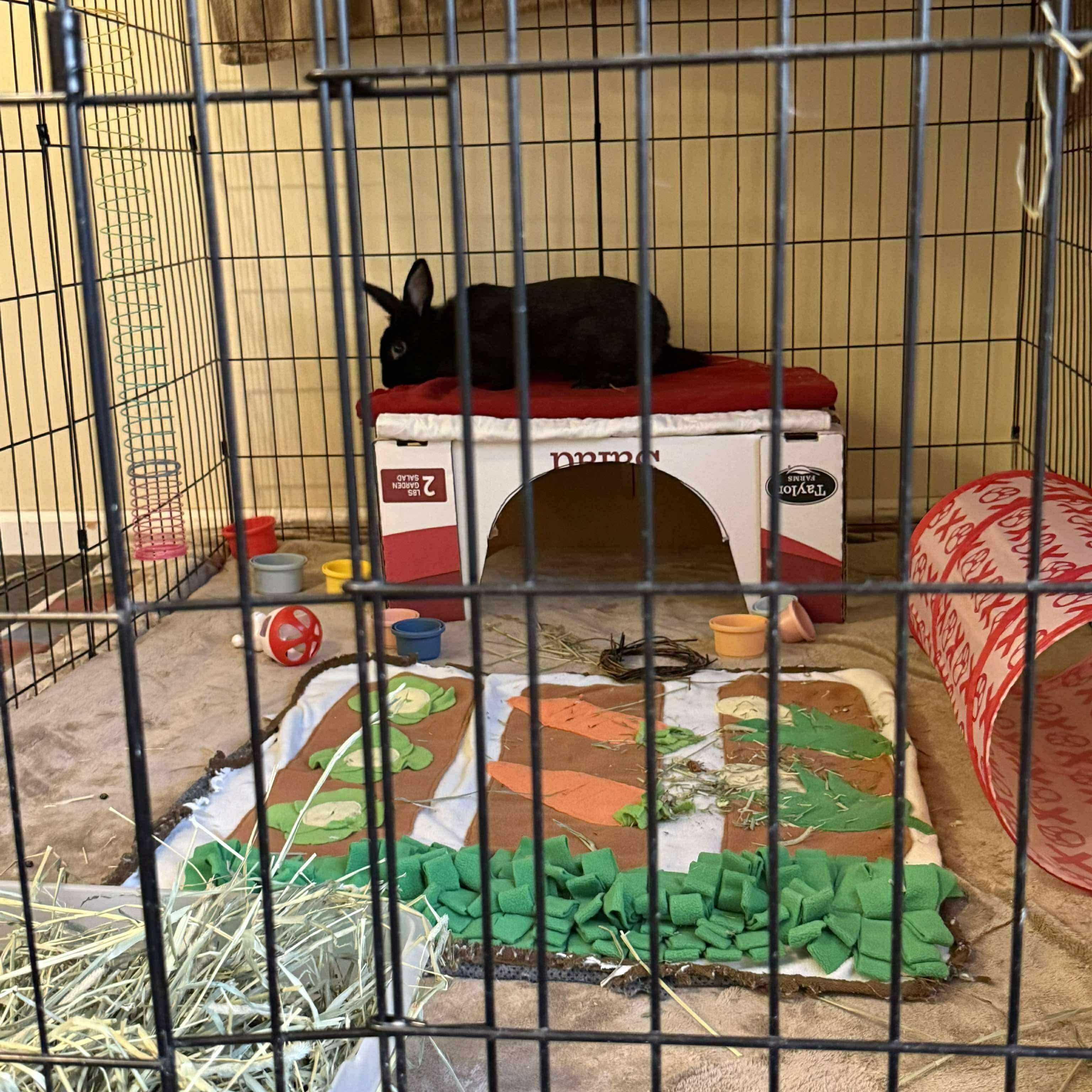 Enlarge Lyra, a Adoptable mixed breed in Huntsville, AL image 4/6