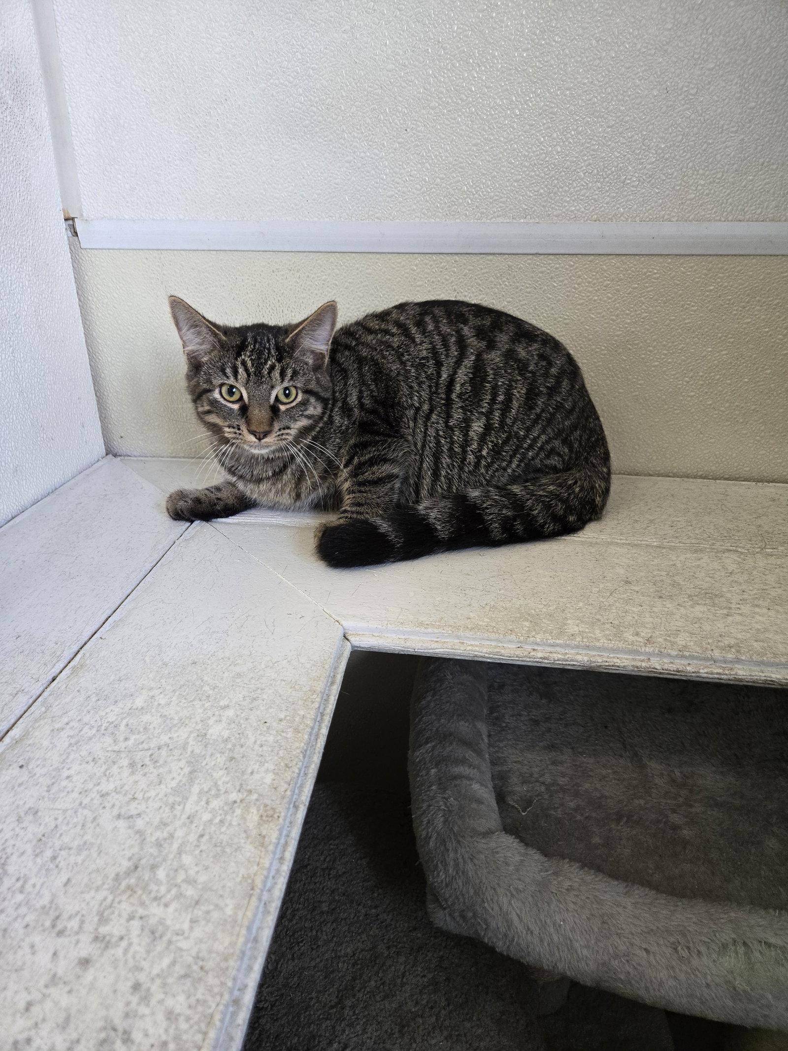 Maverick, Adoptable, Young Male Tabby.