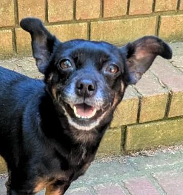 Clementine, a ADOPTABLE mixed breed in Milner, GA image 1/2